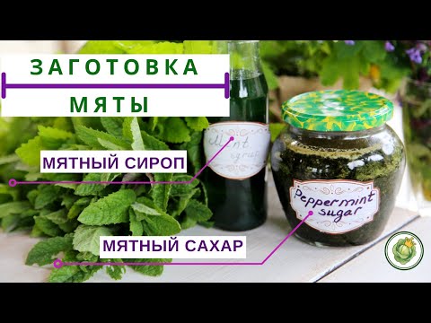 Видео: СБОР И ЗАГОТОВКА МЯТЫ//2 СУПЕР РЕЦЕПТА