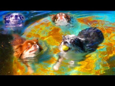 Видео: КОРОЧЕ ГОВОРЯ, БАССЕЙН ГЛАЗАМИ СОБАК БЛОГЕРОВ! КТО ЛУЧШЕ ПЛАВАЕТ ЧЕЛЛЕНДЖ