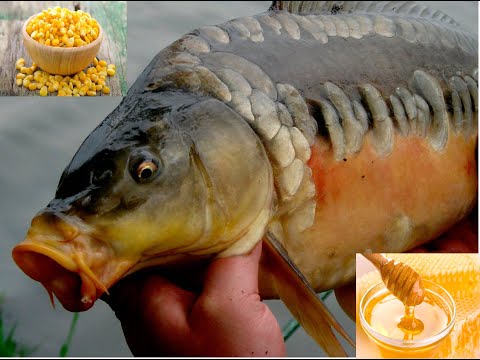 Видео: ЛОВЛЯ КАРПА НА КУКУРУЗУ И НАТУРАЛЬНЫМ МЕДОМ! РЫБАЛКА В КОКИНО (НОВЫЙ ВОДОЕМ)