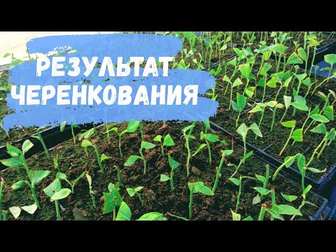 Видео: Зеленое черенкование голубики. Честный результат