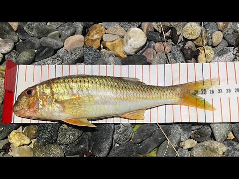 Видео: КРАСНАЯ КАБЕЛЬ | ПОЙМАЙ И ПРИГОТОВЬ | ДОБЫЧА НАЖИВКИ И РЫБАЛКА С ПЛЯЖА