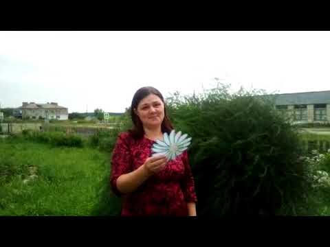 Видео: Ко Дню семьи, любви и верности, акция "Ромашка с пожеланием".