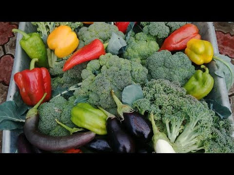 Видео: Не знаю как Вам, а мне сажать таким способом цветы и овощи нравиться.