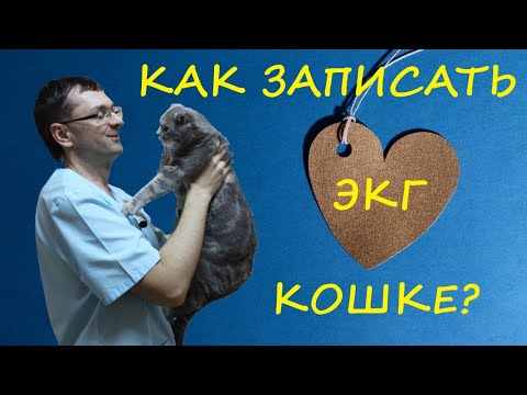Видео: ЗАПИСЬ ЭКГ У КОШЕК