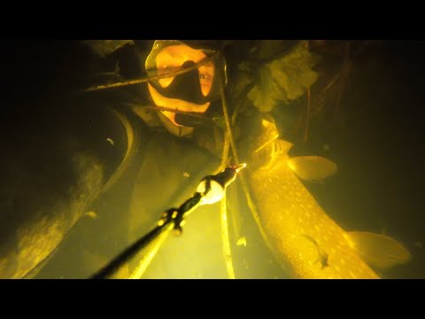 Видео: Літній рекорд по щуці. Вантажі для підводного полювання