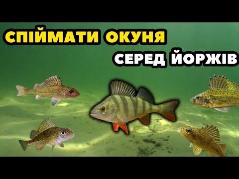 Видео: ГОЛОСІЇВСЬКИЙ УЛЬТРАЛАЙТ! Окунь сховався серед йоржів