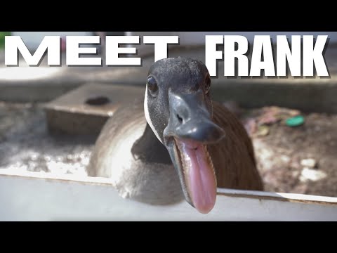 Видео: НЕ связывайтесь с *КАНАДСКИМИ ГУСЯМИ* #canadagoose