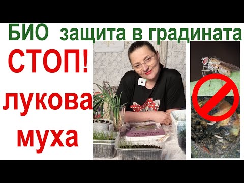 Видео: БИО Борба срещу луковата муха - домашни препарати, природни средства, биологични препарати