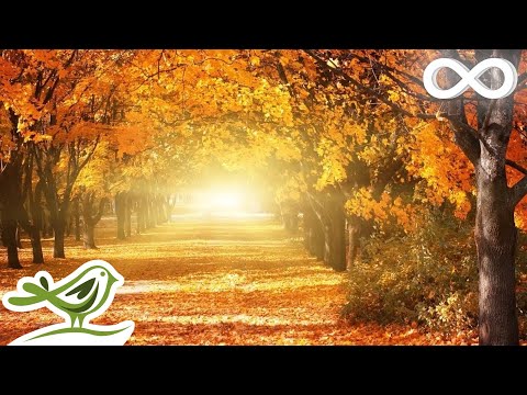 Видео: Красивая Расслабляющая Музыка • Романтическая Музыка, Фортепиано, Скрипка, Виолончель #93