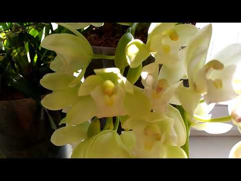 Видео: Мини цимбидиум Айс каскад!!!😃😍😘Домашнее цветение🌼💐🌹