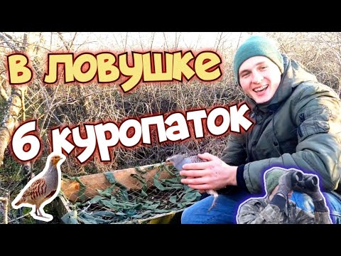 Видео: ПОЙМАЛ СТАЙКУ КУРОПАТОК в одну ловушку/// ШОК контент!