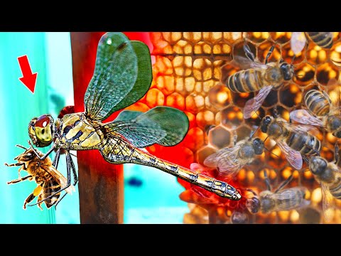 Видео: ПРОЗРАЧНЫЙ УЛЕЙ АТАКОВАЛИ СТРЕКОЗЫ 😬