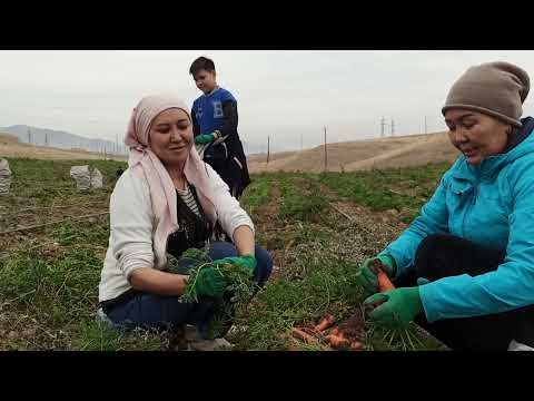 Видео: Тамчылатып сугаруу менен өстүрүлгөн "горо" той сабиз..