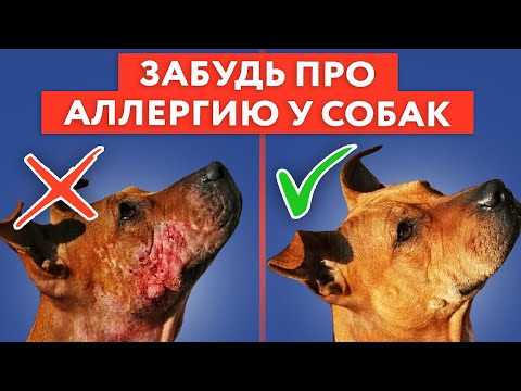 Видео: Аллергия у собаки? Это лечится — и проще, чем вы думали