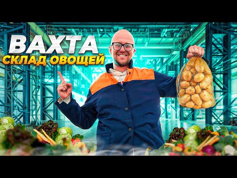 Видео: РАБОТА ВАХТОЙ НА ОВОЩАХ. Сортировка Картошки, Ремонт Паллет