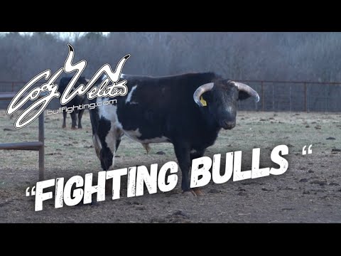 Видео: Сбор «Боевых быков» для Сан-Антонио — За желобами #46