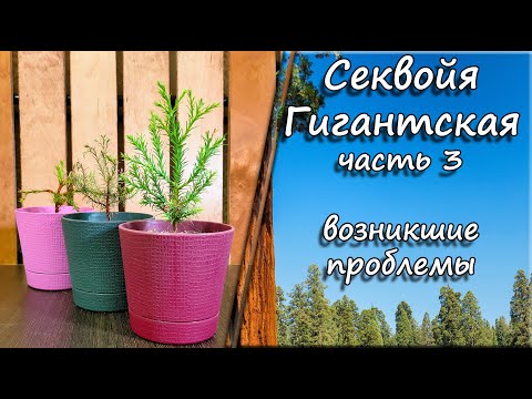 Видео: Секвойя Гигантская. Часть 3. Возникшие проблемы. Какими удобрениями я пользуюсь.