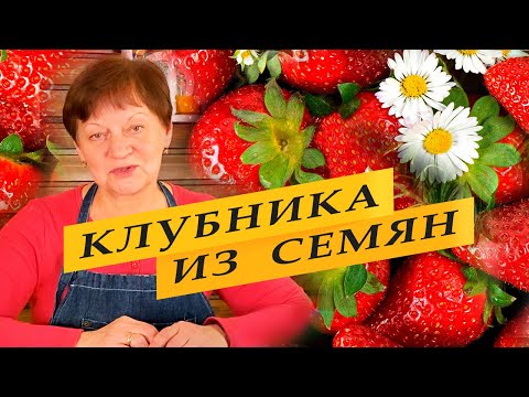 Видео: Земляника садовая из семян.