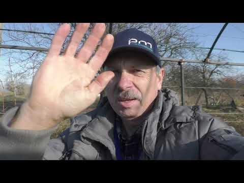 Видео: Розпочали нарізку лози зимостійких форм.