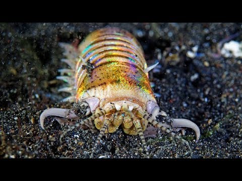 Видео: ЭУНИЦЕ АФРОДИТА - БОГ СМЕРТИ СРЕДИ ЧЕРВЕЙ || ЖИВАЯ ЗЕМЛЯ ©