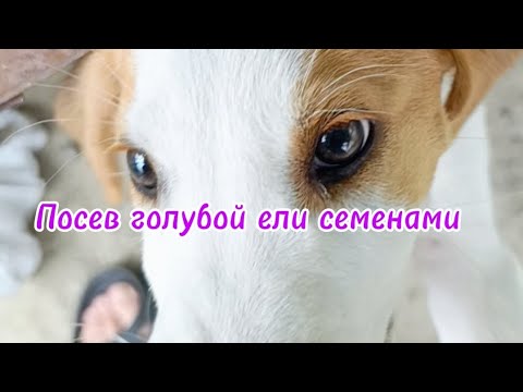 Видео: Эксперимент прошёл успешно, ели взошли после морозилки. #деревенскаябабушкаблогер #деревня #рассада