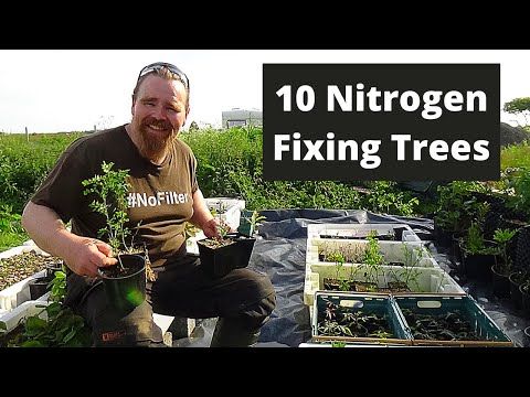 Видео: Азотфиксирующие деревья для садов, лесных садов, пищевых лесов и пермакультурных проектов.