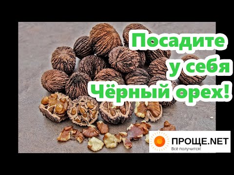 Видео: Посадите у себя Чёрный орех!