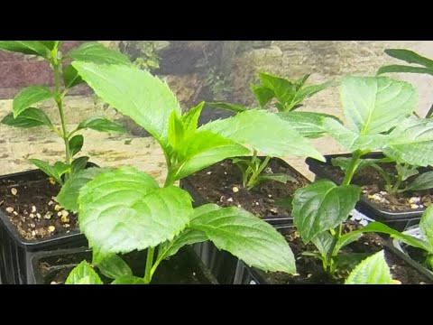 Видео: Давайте порассуждаем 🤔Пробуем разные варианты выращивания гортензий из почки - череночка 🌿