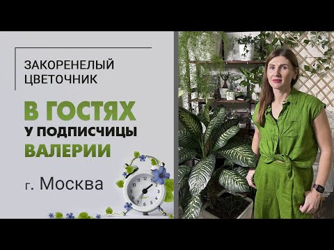 Видео: В гостях у Валерии. Москва. Такого вы еще не видели. Редкое по красоте зрелище. Стрелиции, аспарагус