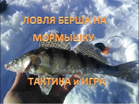 Видео: ЛОВЛЯ БЕРША НА МОРМЫШКУ. ТАКТИКА и ИГРА.