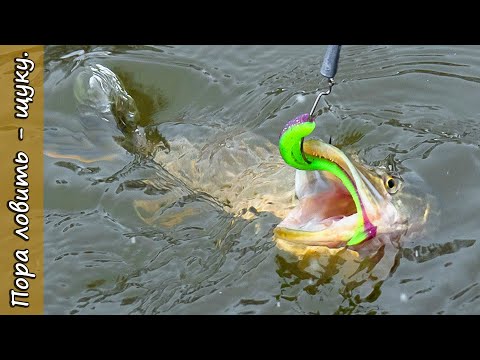 Видео: Активный хищник на реке, где искать, ловля щуки спиннингом на Bait Breath T T Shad. [Пора ловить].