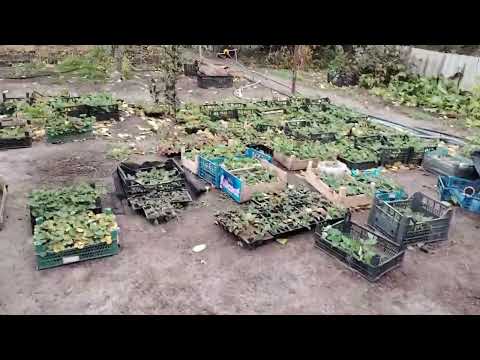 Видео: огляд рослинок перед зимою