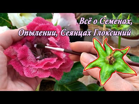 Видео: Сеянцы, Семена, Опыление Глоксиний