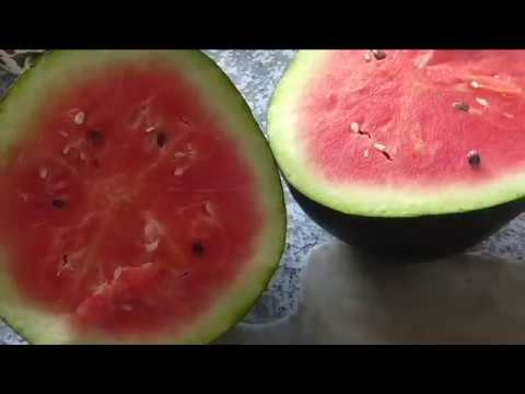 Видео: Лучший сорт арбуза в этом сезоне на моем участке - ПОДМОСКОВНЫЙ ЧАРЛЬСТОН