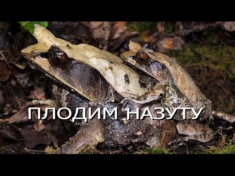 Видео: Разведение рогатой чесночницы! Horned frogs. Engl subt.