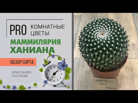 Видео: Маммилярия Ханиана - цветущий кактус размером с мяч. Каждая колючка прекрасна. Завораживает.