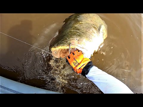 Видео: ВИЗГ ФРИКЦИОНА, СЛОМАННЫЕ КРЮЧКИ И РАЗОГНУТЫЕ КАРАБИНЫ. Трофейная рыбалка на спиннинг на Амуре