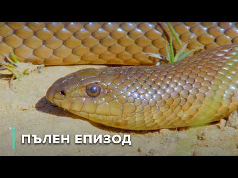 Видео: Красота и опасност: Дивата природа в Драконовите планини | Скритите царства на Африка 101
