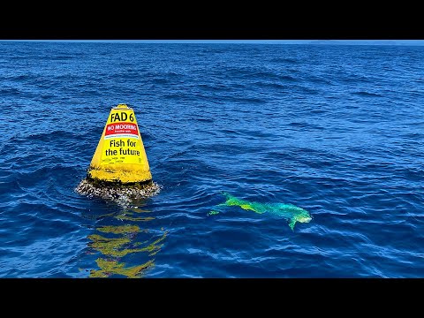 Видео: Ловля рыбы с помощью «FAD» (устройства для сбора рыбы)