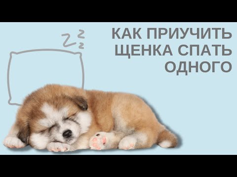 Видео: Как приучить щенка спать одного
