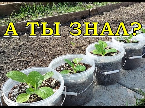 Видео: Пекинская КАПУСТА в вёдрах?! Это возможно!👍👍👍🥦🥦🥦