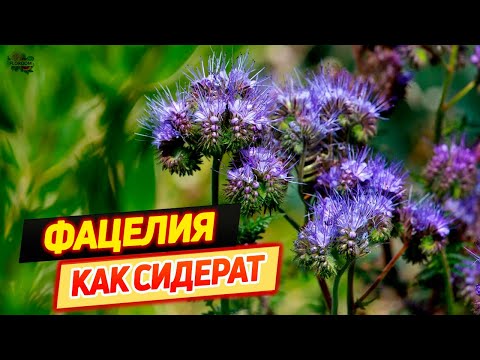 Видео: Фацелия как сидерат — описание, когда сеять и перекапывать