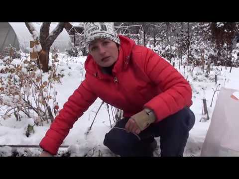 Видео: Посадка тюльпанов в октябре. Сайт "Садовый мир"