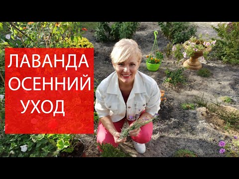 Видео: Лаванда: уход, обрезка, размножение