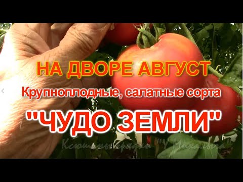 Видео: На дворе Август. Крупноплодный, салатный сорт   "ЧУДО ЗЕМЛИ"