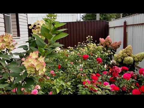 Видео: Гортензии и розы в моём дворике 3 сентября 🌿🌿🌿🌹🌹🌹