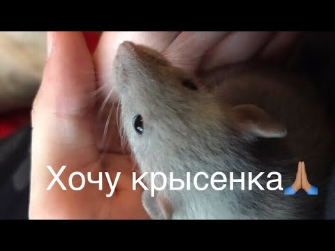 Видео: Как уговорить родителей купить крысу?