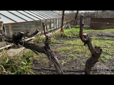 Видео: Виноград неукрывной селекции Кашыч В. П. Обрезка винограда