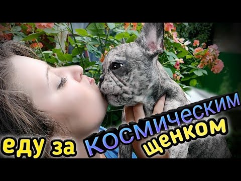 Видео: Еду за щенком французского бульдога невероятной красоты!