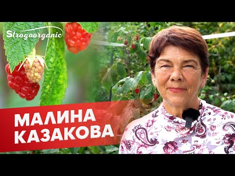 Видео: Крупные и сладкие ягоды: малина Казакова / Ученицы Strogoorganic